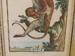 Antique 18th Cent. French Louis Simon Lempereur Malbrouck Monkey Engraving Print
